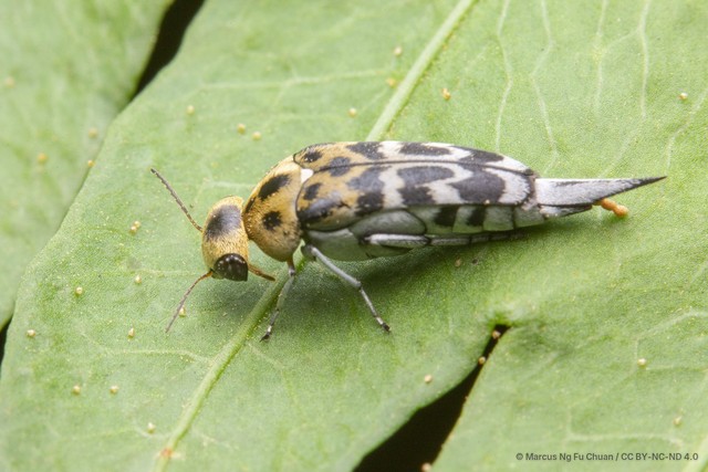 Glipa (Stenoglipa) malaccana • © Marcus Ng Fu Chuan • CC BY-NC-ND 4.0