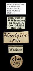 Mordella sp. "AYC 151" • All Rights Reserved Museum Label