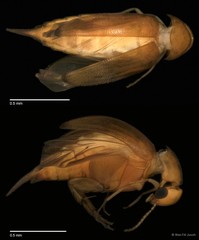 Mordellistena sp. "ZRCBDP0056107"