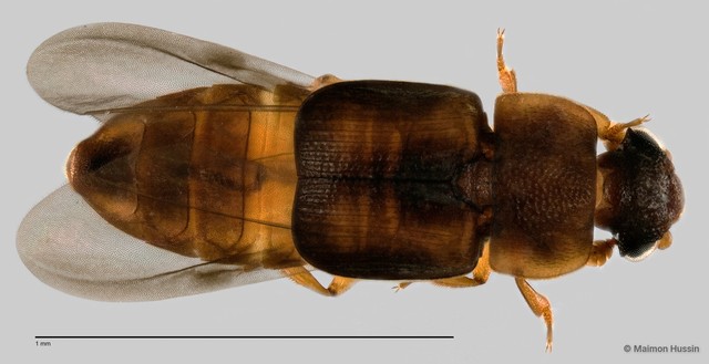 Nitidulidae sp. "ZRCBDP0060499" • © Maimon Hussin • All Rights Reserved