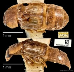 Brachypeplus aequalis • © Ang Yuchen • CC BY 4.0