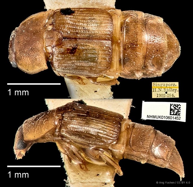Brachypeplus aequalis • © Ang Yuchen • CC BY 4.0