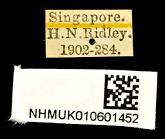 Brachypeplus aequalis • All Rights Reserved Museum Label