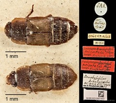 Brachypeplus aequalis • © Ang Yuchen • CC BY 4.0