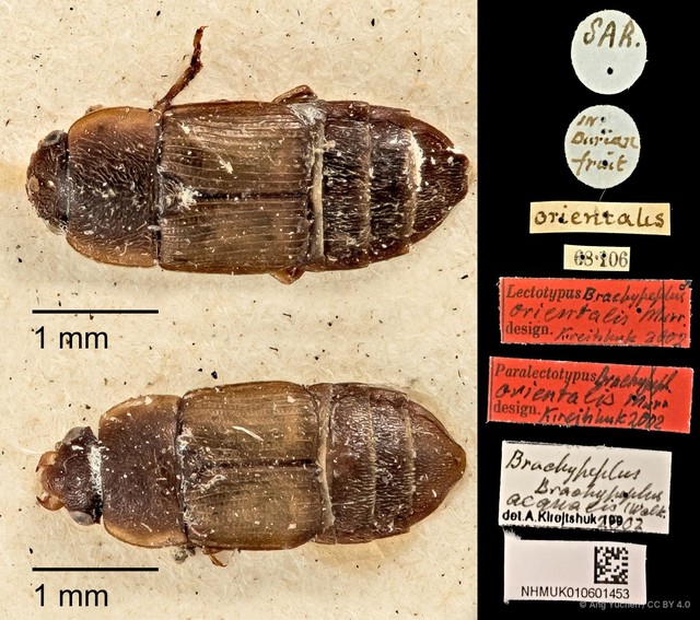 Brachypeplus aequalis