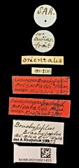 Brachypeplus aequalis • All Rights Reserved Museum Label