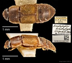 Brachypeplus aequalis • © Ang Yuchen • CC BY 4.0