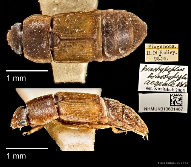 Brachypeplus aequalis