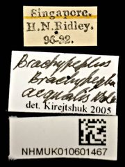 Brachypeplus aequalis • All Rights Reserved Museum Label