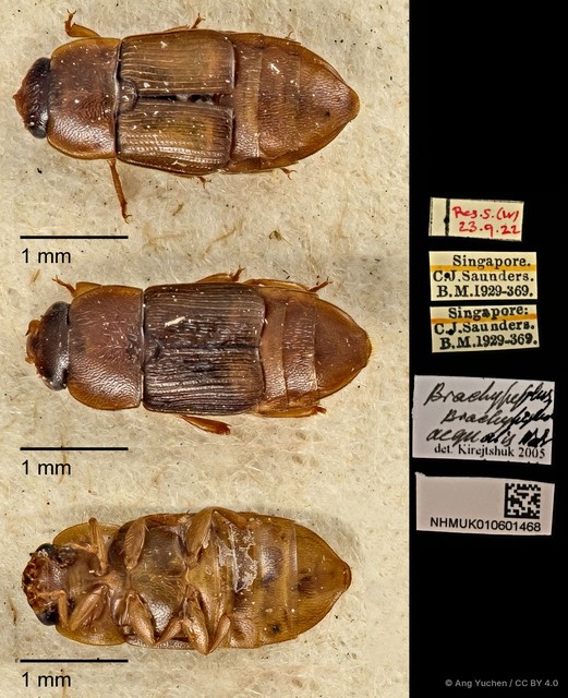 Brachypeplus aequalis
