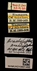 Brachypeplus aequalis • All Rights Reserved Museum Label