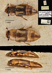 Brachypeplus apicalis • © Ang Yuchen • CC BY 4.0