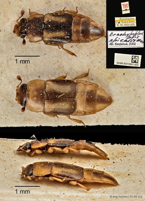 Brachypeplus apicalis • © Ang Yuchen • CC BY 4.0