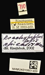Brachypeplus apicalis • All Rights Reserved Museum Label