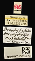Brachypeplus • All Rights Reserved Museum Label