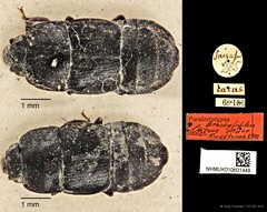 Brachypeplus latus • © Ang Yuchen • CC BY 4.0