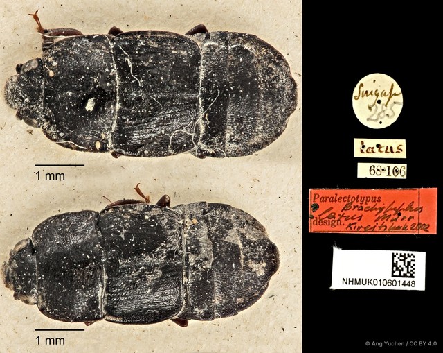 Brachypeplus latus • © Ang Yuchen • CC BY 4.0