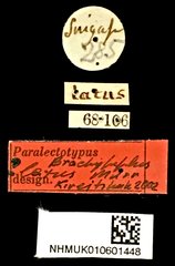Brachypeplus latus • All Rights Reserved Museum Label