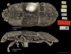 Brachypeplus latus • © Ang Yuchen • CC BY 4.0