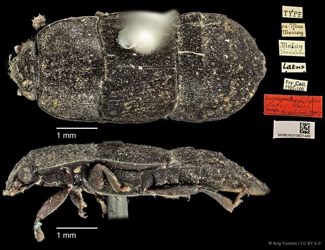 Brachypeplus latus