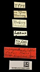 Brachypeplus latus • All Rights Reserved Museum Label