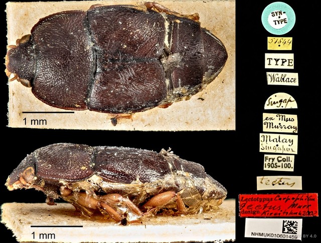 Carpophilus