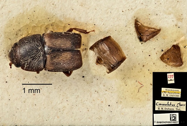 Carpophilus dimidiatus • © Ang Yuchen • CC BY 4.0
