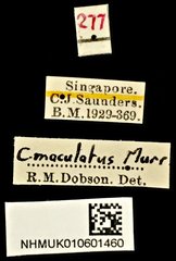 Carpophilus dimidiatus • All Rights Reserved Museum Label