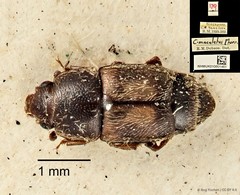 Carpophilus dimidiatus • © Ang Yuchen • CC BY 4.0