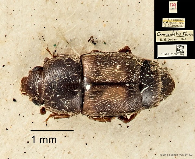 Carpophilus dimidiatus