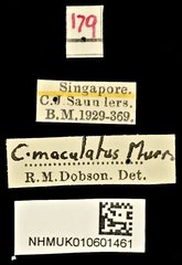 Carpophilus dimidiatus • All Rights Reserved Museum Label