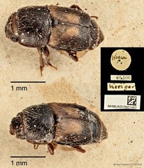 Carpophilus dimidiatus • © Ang Yuchen • CC BY 4.0
