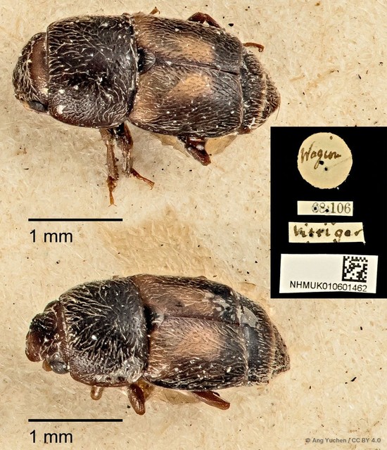 Carpophilus dimidiatus