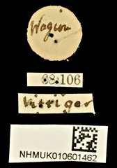 Carpophilus dimidiatus • All Rights Reserved Museum Label