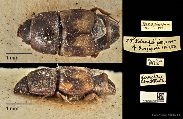 Carpophilus hemipterus • © Ang Yuchen • CC BY 4.0