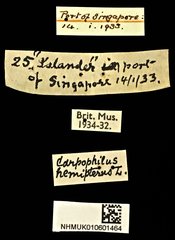 Carpophilus hemipterus • All Rights Reserved Museum Label