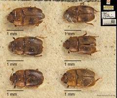 Epuraea (Haptoncus) ocularis • © Ang Yuchen • CC BY 4.0