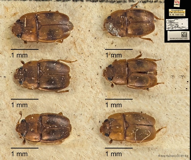 Epuraea (Haptoncus) ocularis • © Ang Yuchen • CC BY 4.0