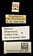 Epuraea (Haptoncus) ocularis • All Rights Reserved Museum Label