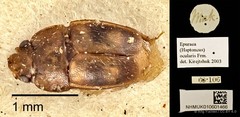 Epuraea (Haptoncus) ocularis • © Ang Yuchen • CC BY 4.0