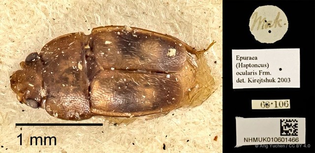 Epuraea (Haptoncus) ocularis