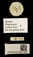 Epuraea (Haptoncus) ocularis • All Rights Reserved Museum Label