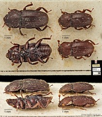 Megauchenia angustata • © Ang Yuchen • CC BY 4.0