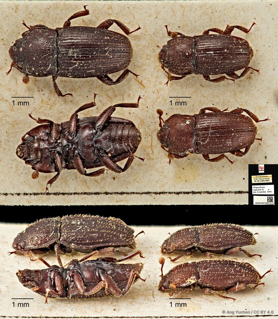 Megauchenia angustata • © Ang Yuchen • CC BY 4.0