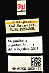 Megauchenia angustata • All Rights Reserved Museum Label