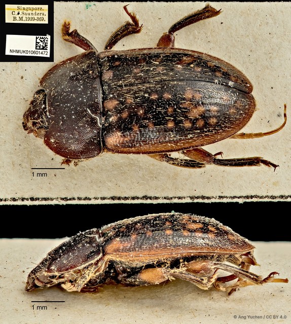 Phenolia (Lasiodites) picta • © Ang Yuchen • CC BY 4.0