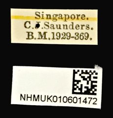 Phenolia (Lasiodites) picta • All Rights Reserved Museum Label