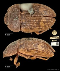 Phenolia (Lasiodites) picta • © Ang Yuchen • CC BY 4.0