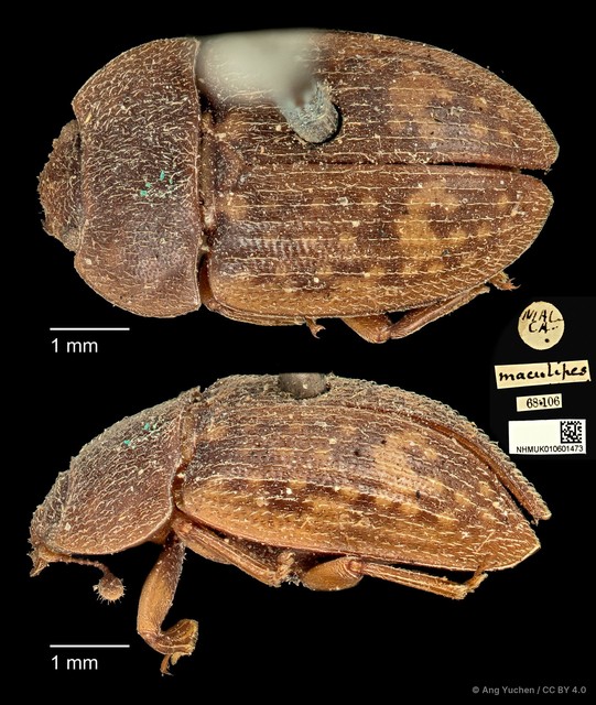 Phenolia (Lasiodites) picta