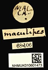 Phenolia (Lasiodites) picta • All Rights Reserved Museum Label